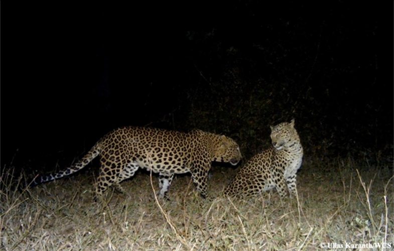 Camera trap image of courting leopard pair_©Ullas Karanth-WCS